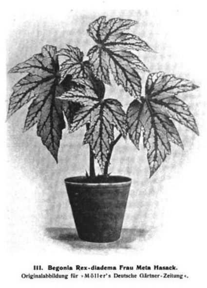 B. ‘Frau Meta Masack’